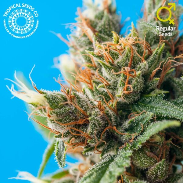 Durban Punch Regular Seeds by Tropical Seeds
