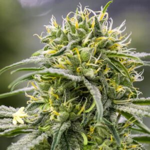 Durban-Thai x C99 Feminised Seeds by Brothers Grimm