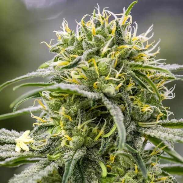 Durban-Thai x C99 Feminised Seeds by Brothers Grimm