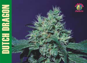 Dutch Dragon Feminised Seeds by Paradise Seeds
