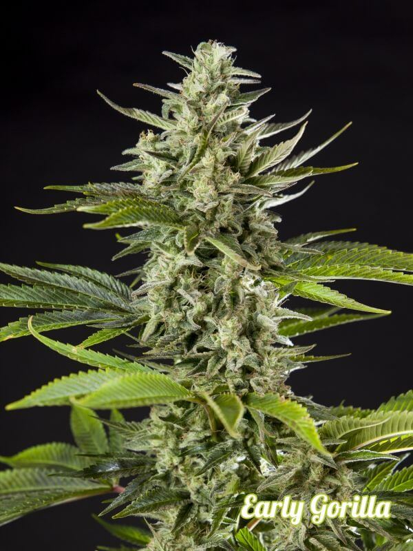 Early Gorilla Feminised Seeds by Philosopher Seeds