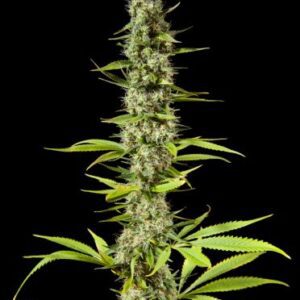 Early Maroc Feminised Seeds by Philosopher Seeds