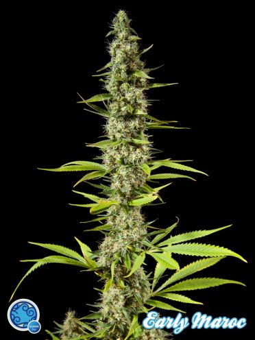 Early Maroc Feminised Seeds by Philosopher Seeds