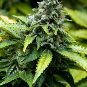 Early Widow Feminised Seeds by Advanced Seeds