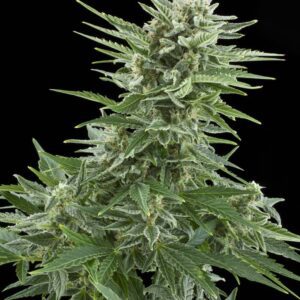 Easy Bud Auto Feminised Seeds by Royal Queen Seeds