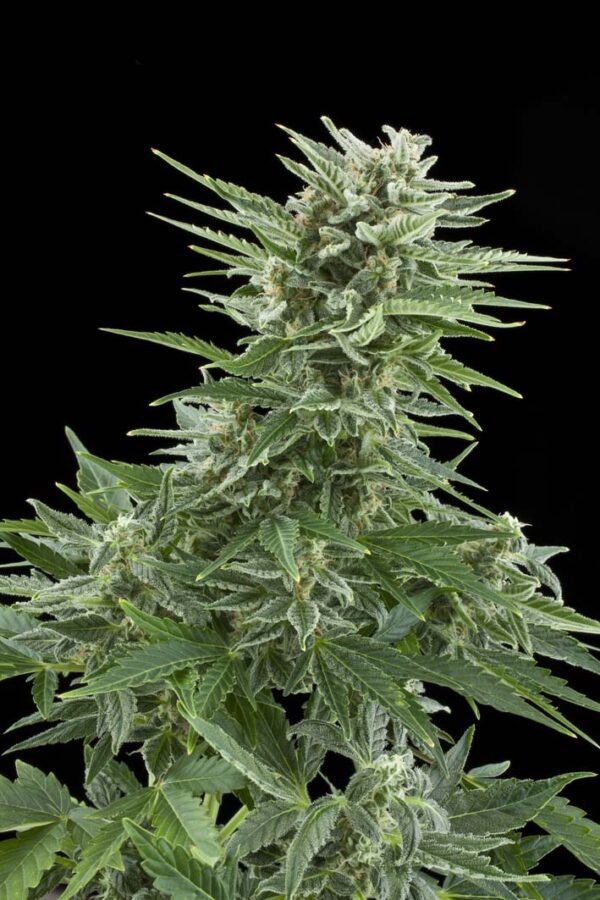 Easy Bud Auto Feminised Seeds by Royal Queen Seeds