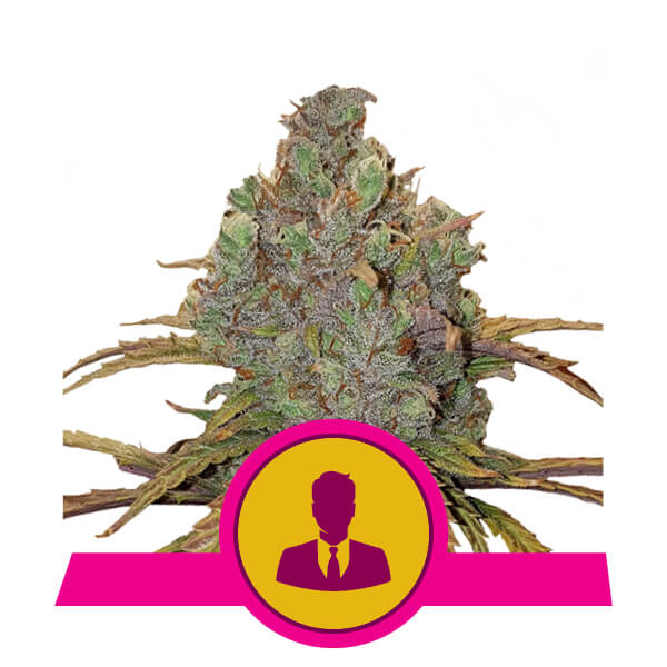 El Patron Feminised Seeds by Royal Queen Seeds