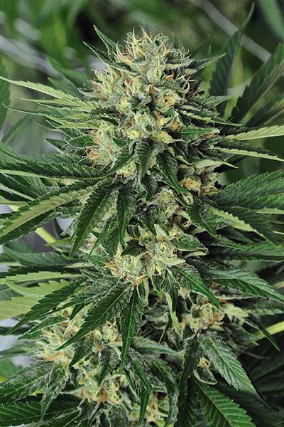 Dr Greenthumb's Em-Dog Feminised Seeds by Humboldt Seed Org.