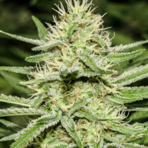 Enemy's Dream Feminised Seeds by Super Strains