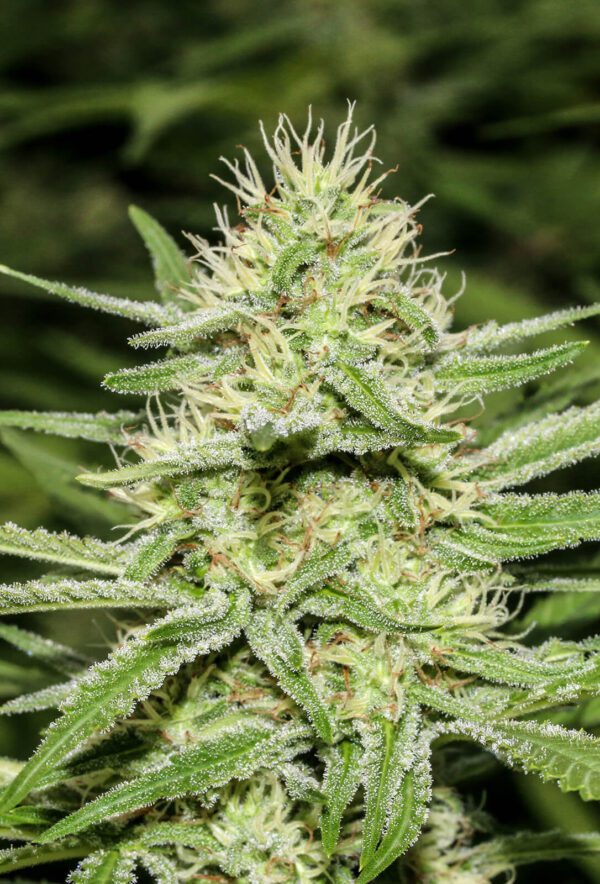 Enemy's Dream Feminised Seeds by Super Strains