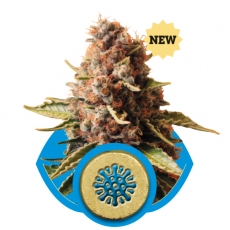 Euphoria CBD Feminised Seeds by Royal Queen Seeds