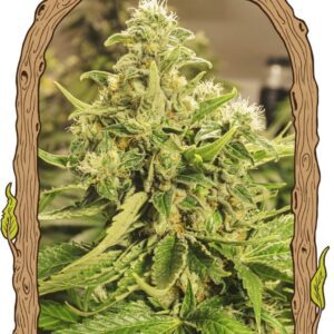 Exotic Pure CBG Feminised Seeds by Exotic Seed