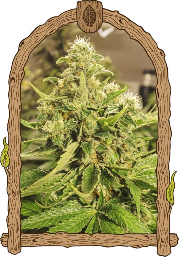 Exotic Pure CBG Feminised Seeds by Exotic Seed