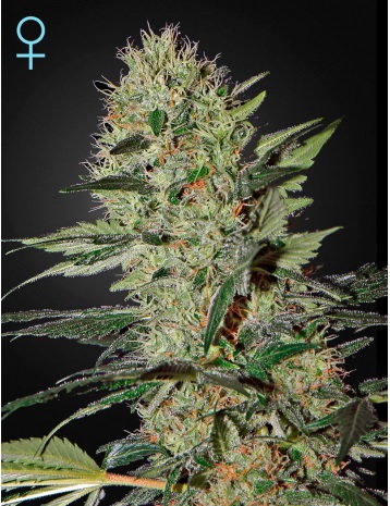 Exodus Cheese CBD Auto Feminised Seeds by Greenhouse Seed Co.