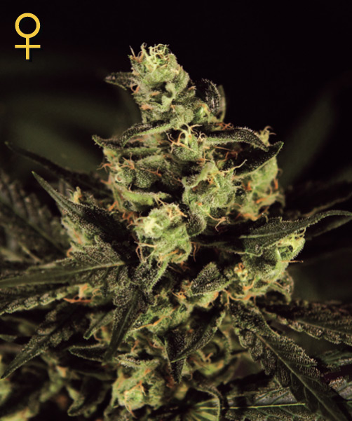 Exodus Cheese Feminised Seeds by Greenhouse Seed Co.