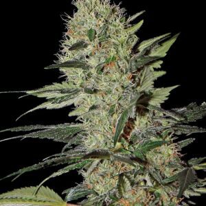 Exodus Cheese Auto Feminised Seeds by Greenhouse Seed Co.