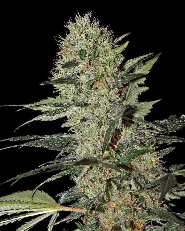 Exodus Cheese Auto Feminised Seeds by Greenhouse Seed Co.