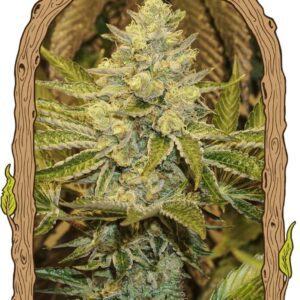 Exotic Animal Feminised Seeds by Exotic Seed