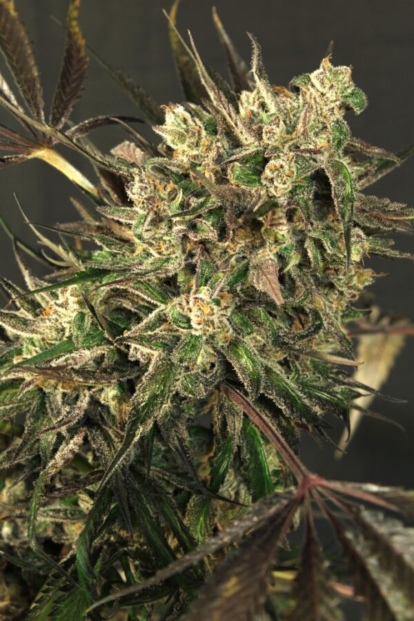 Exotic Colours Feminised Seeds by Exotic Seed
