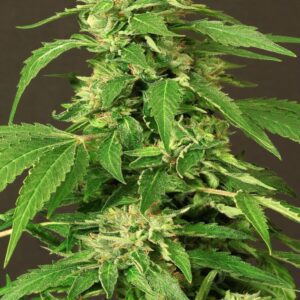 Exotic Thai Feminised Seeds by Exotic Seed