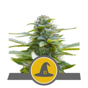 Exotic Witch Regular Seeds by Royal Queen Seeds