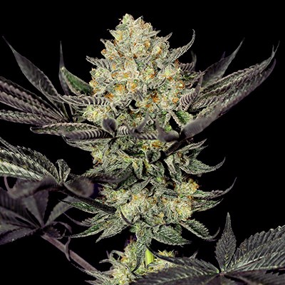 Face Mask Feminised Seeds by G13 Labs