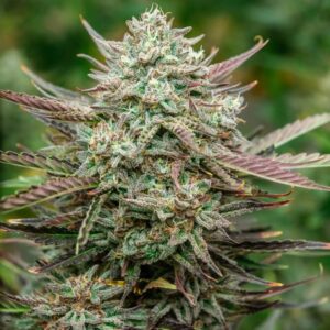 Face Fat Auto Feminised Seeds by Atlas Seed