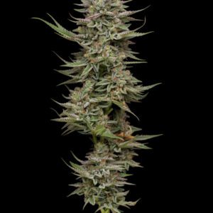 Family Jewels Feminised Seeds by Humboldt Seed Co.