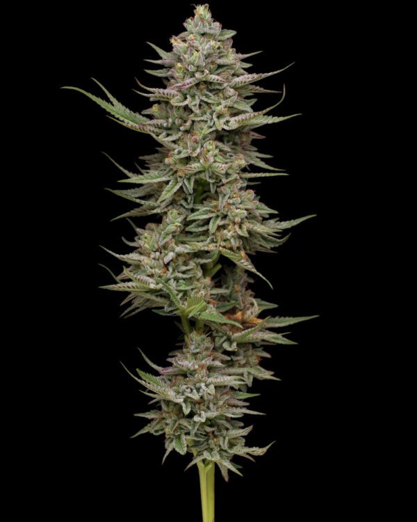 Family Jewels Feminised Seeds by Humboldt Seed Co.