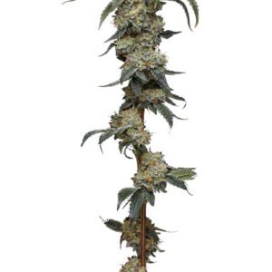 Farmer's Daughter Feminised Seeds by Humboldt Seed Co.