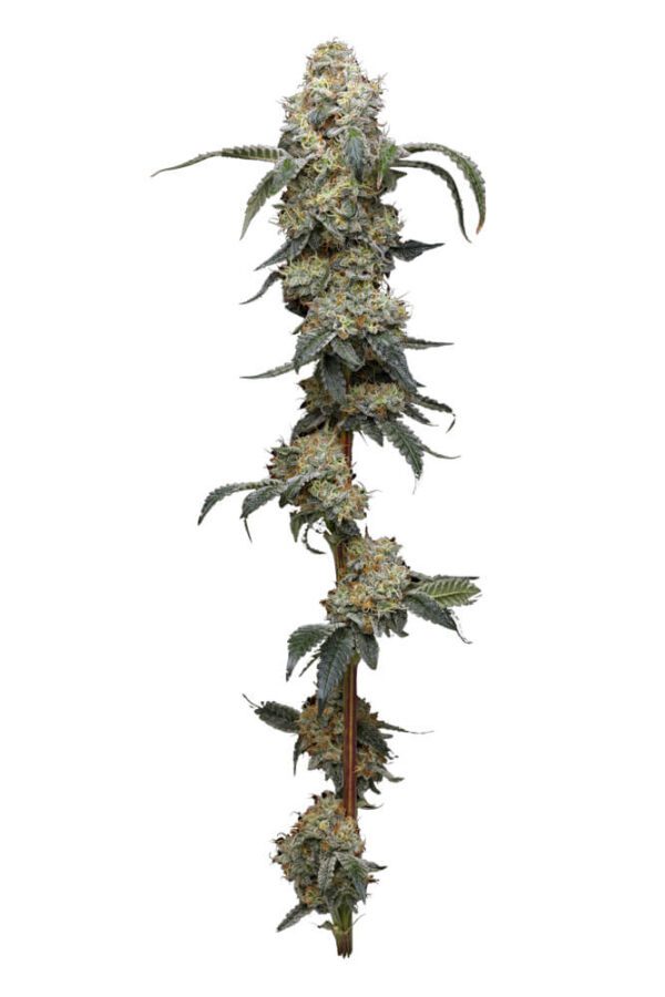 Farmer's Daughter Feminised Seeds by Humboldt Seed Co.