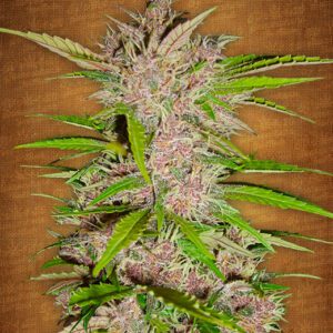 Fastberry Auto Feminised Seeds by FastBuds