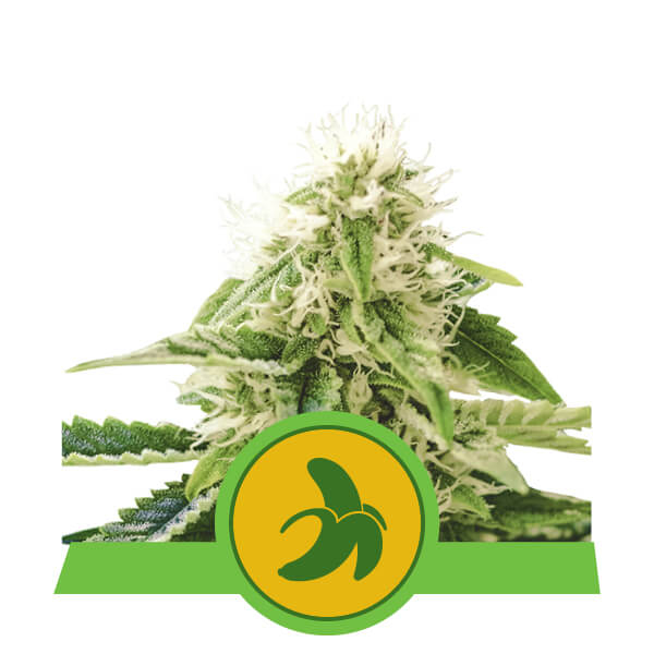 Fat Banana Auto Feminised Seeds by Royal Queen Seeds