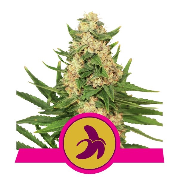 Fat Banana Feminised Seeds by Royal Queen Seeds