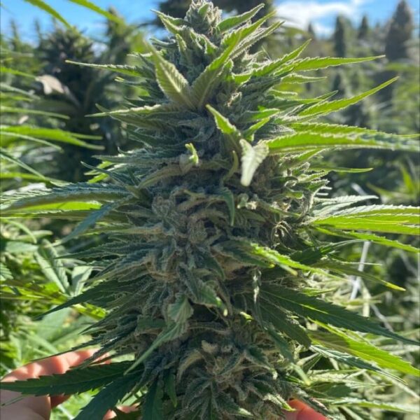 Fatso Auto Feminised Seeds by Atlas Seed