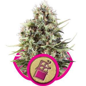 Chocolate Haze Feminised Seeds by Royal Queen Seeds