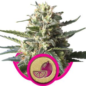 Lemon Shining Silver Haze Feminised Seeds by Royal Queen Seeds