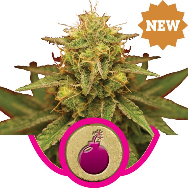 Royal Domina Feminised Seeds by Royal Queen Seeds
