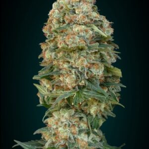 Collection #1 Feminised Seeds by Advanced Seeds