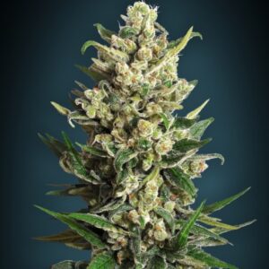 Collection #2 Feminised Seeds by Advanced Seeds