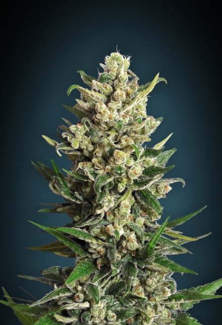Collection #2 Feminised Seeds by Advanced Seeds