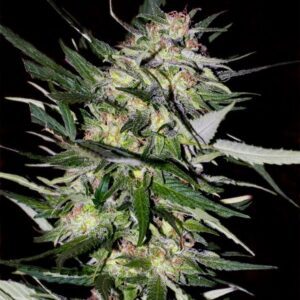 Collection #4 Feminised Seeds by Advanced Seeds