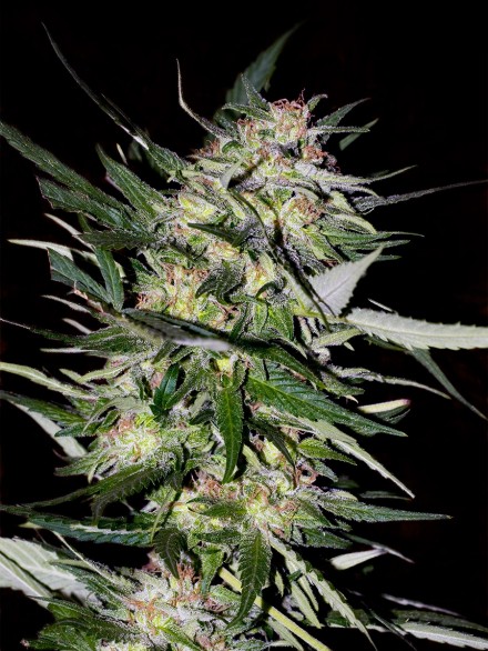 Collection #4 Feminised Seeds by Advanced Seeds