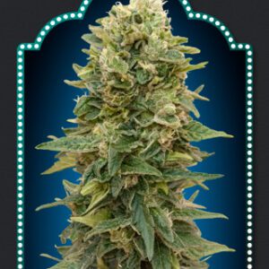 Female Mix Seeds by 00 Seeds