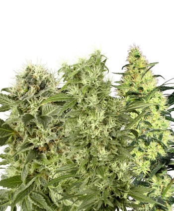 Female Mix Feminised Seeds by White Label Seed Company