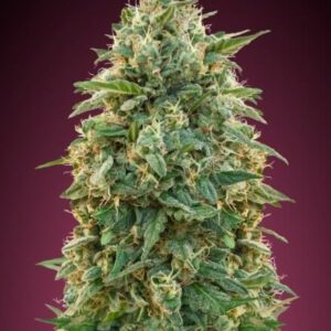 Collection #5 Feminised Seeds by Advanced Seeds