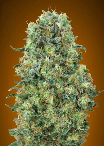Collection #6 Feminised Seeds by Advanced Seeds