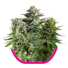 Feminized Mix Seeds by Royal Queen Seeds