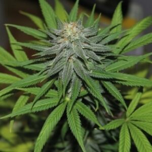 Pineapple Express Auto Flowering Feminised Seeds by Barney's Farm