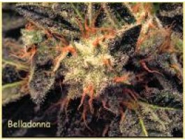 Bella Donna Feminised Seeds by Paradise Seeds